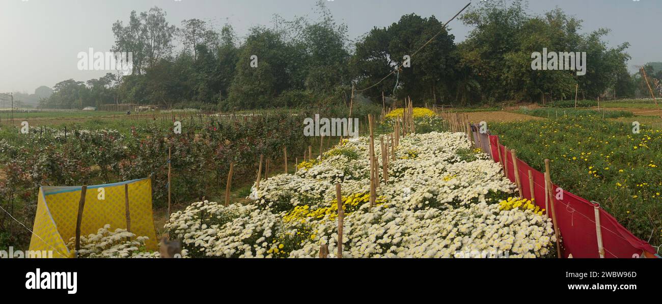 Campo panoramico dei Crisantemi in erba, Chandramalika, Chandramallika, mamme, crisantemi, genere Chrysanthemum, famiglia Asteraceae. Mattina d'inverno. Foto Stock