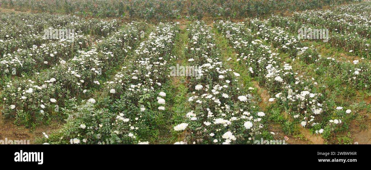 Campo panoramico dei Crisantemi in erba, Chandramalika, Chandramallika, mamme, crisantemi, genere Chrysanthemum, famiglia Asteraceae. Mattina d'inverno. Foto Stock