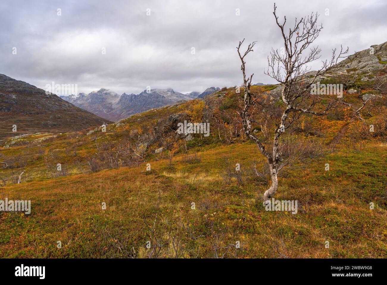 sich krümmende Birken in den Bergen von Kvaløya, Norwegen. gelb und Orange gefärbte Bäume im Herbst in einem Hochtal, rote gelbe und Grüne Pflanzen Foto Stock