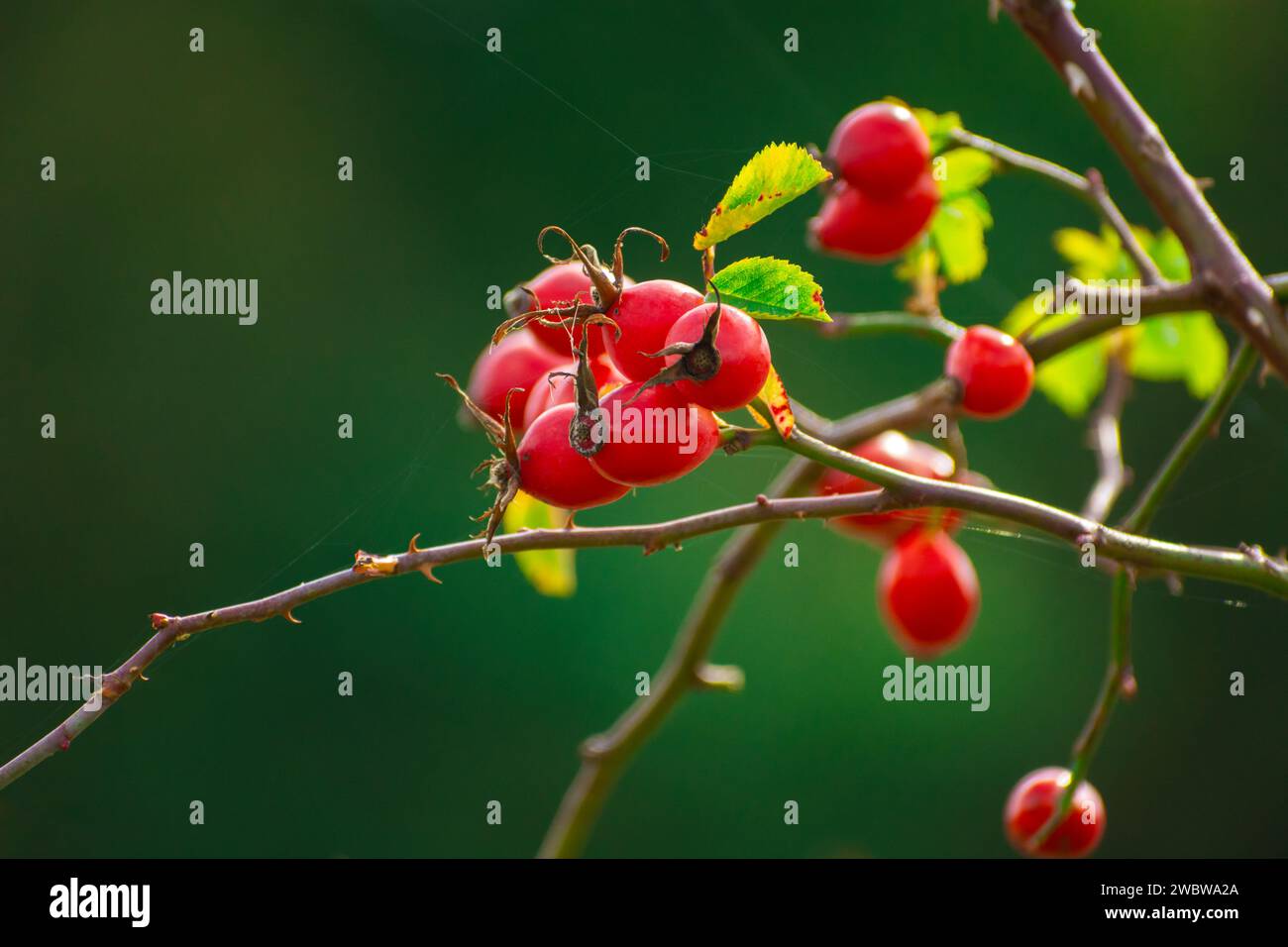 Molti frutti rossi di rosa selvatici su un ramo, vista alla fine di settembre Foto Stock