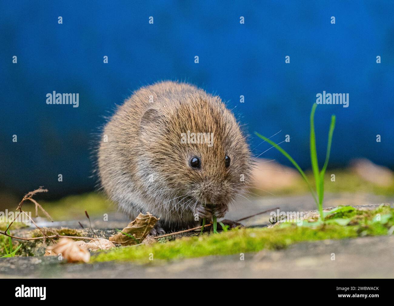 Una piccola e graziosa Bank Vole (Myodes glareolus) che si nutre delle piante e dei fiori che crescono nelle crepe della pavimentazione in un giardino rurale. Suffolk. REGNO UNITO Foto Stock