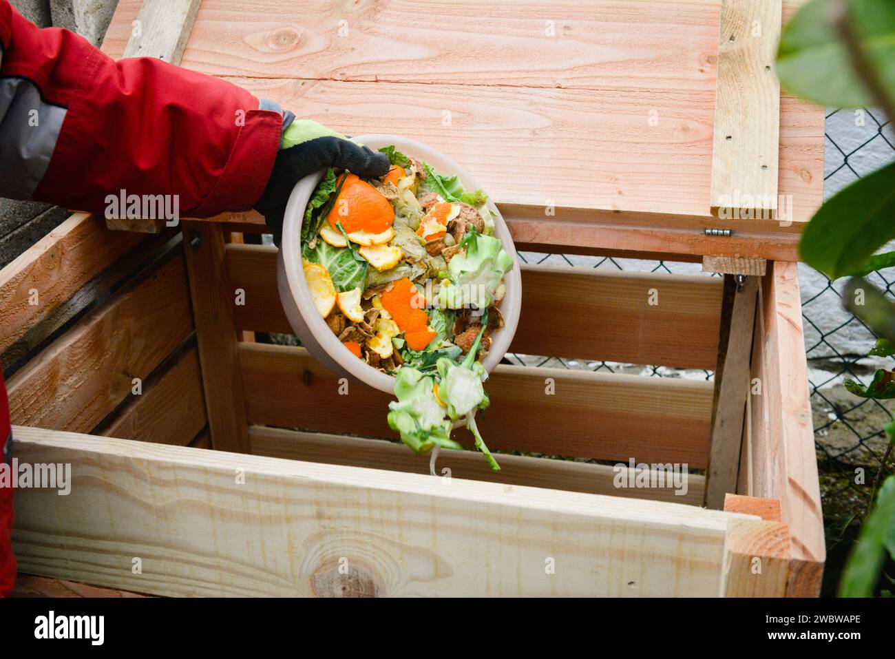 Un uomo con guanti che svuota peeling e rifiuti vegetali in un nuovo composter di legno vuoto Foto Stock