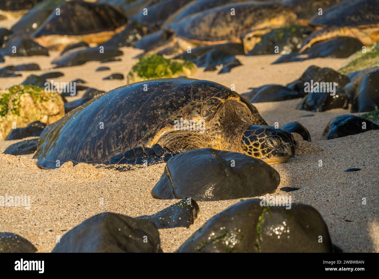 Riposa la tartaruga del Mare Verde, Chelonia mydas, sulle sabbie baciate dal sole di ho'okipa Beach, un faro di conservazione marina. Foto Stock