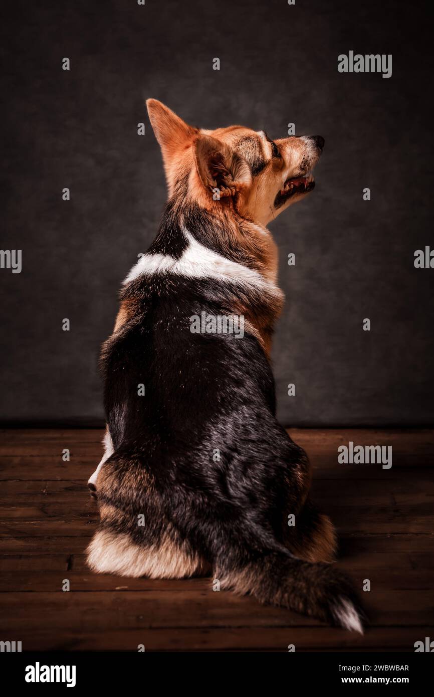 Corgi Dog Foto Stock