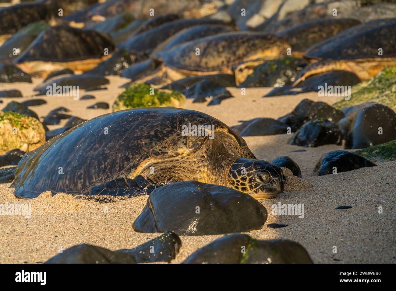 Riposa la tartaruga del Mare Verde, Chelonia mydas, sulle sabbie baciate dal sole di ho'okipa Beach, un faro di conservazione marina. Foto Stock