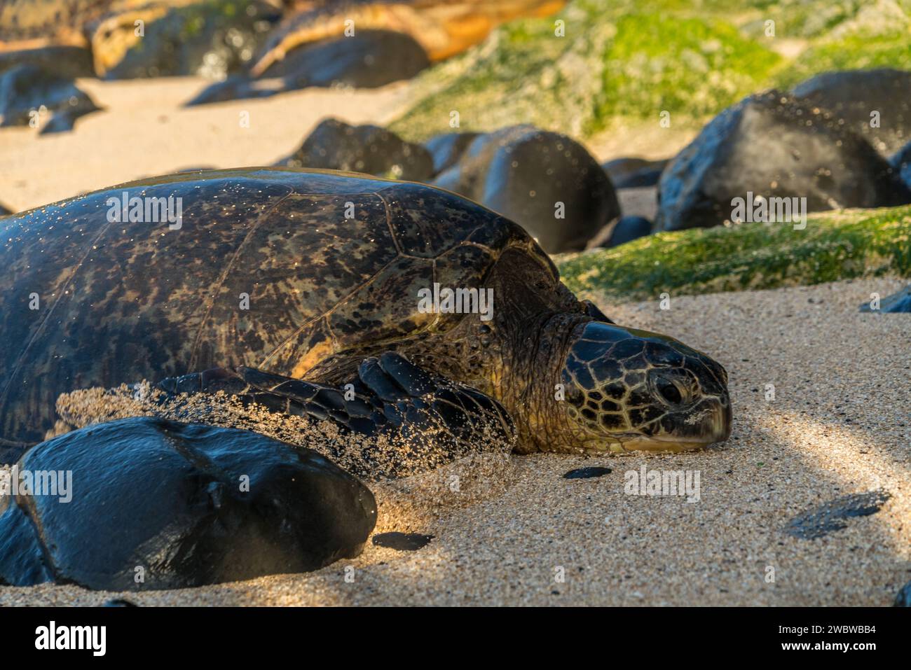 Riposa la tartaruga del Mare Verde, Chelonia mydas, sulle sabbie baciate dal sole di ho'okipa Beach, un faro di conservazione marina. Foto Stock
