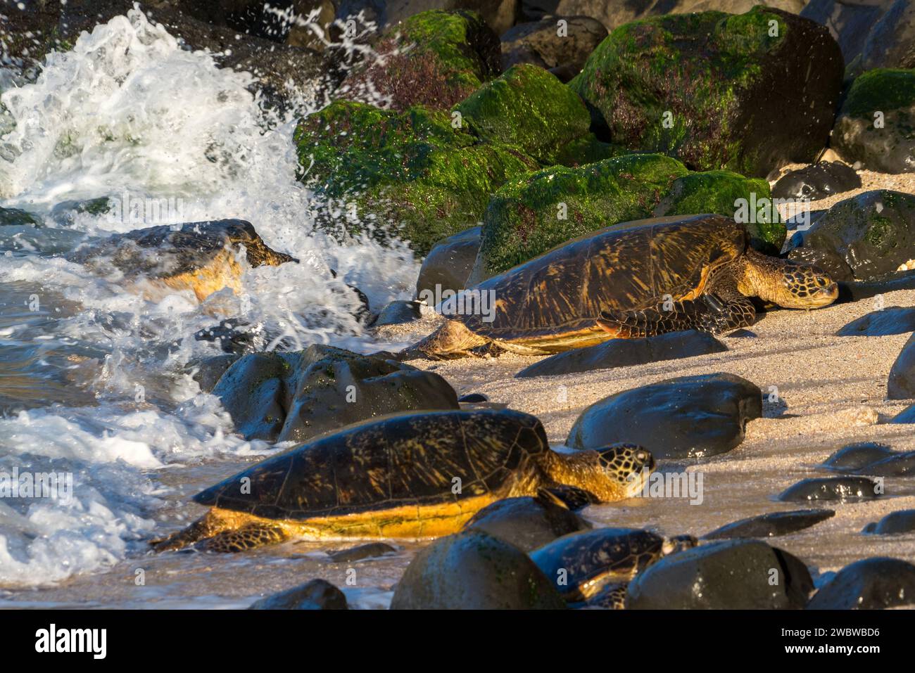Le tartarughe verdi si crogiolano sulle rocce baciate dal sole di ho'okipa Beach, un paradiso per la vita marina e gli sforzi di conservazione. Foto Stock
