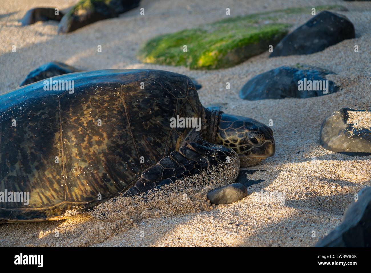 Riposa la tartaruga del Mare Verde, Chelonia mydas, sulle sabbie baciate dal sole di ho'okipa Beach, un faro di conservazione marina. Foto Stock