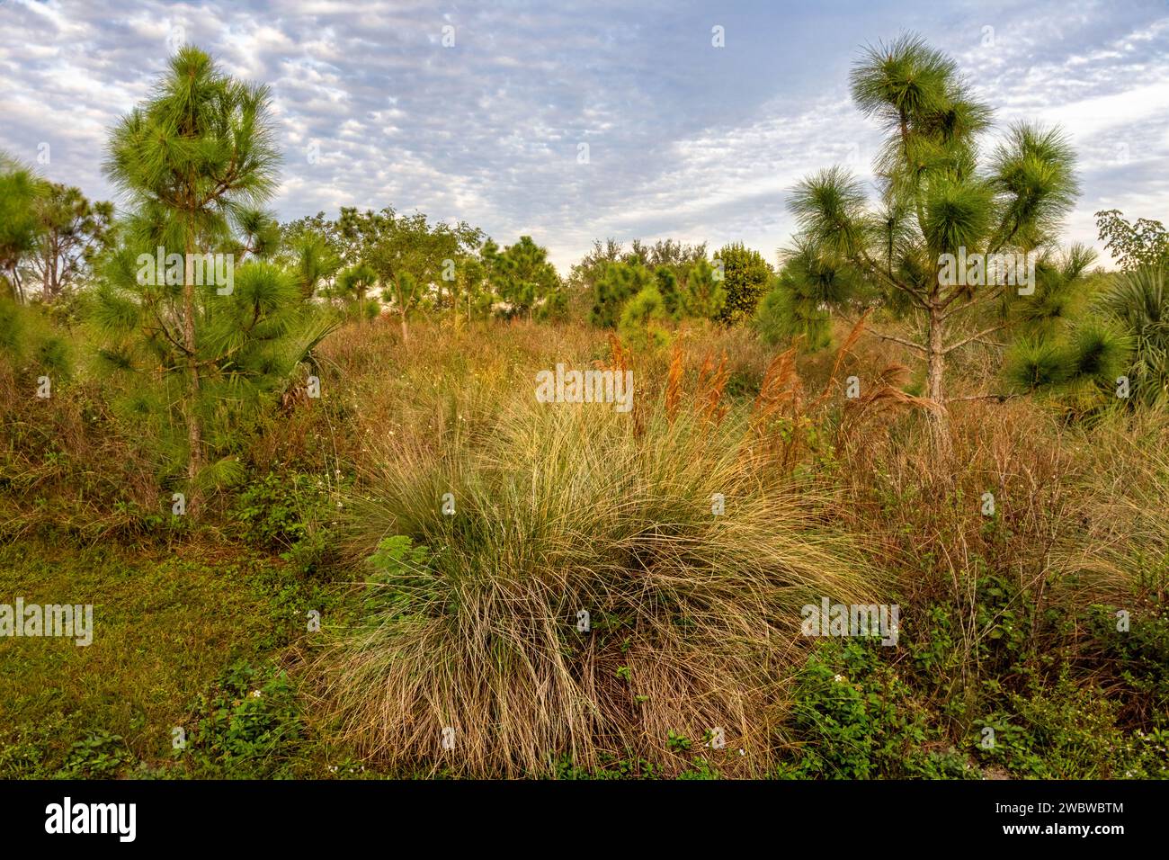 Lussureggianti boschi di pino, ideali per articoli ambientali, guide naturalistiche e blog sullo stile di vita all'aperto. Foto Stock