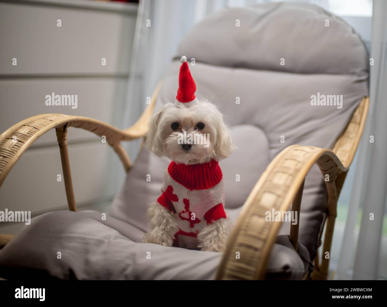 Un cane maltese con un cappello rosso su una sedia a dondolo Foto Stock