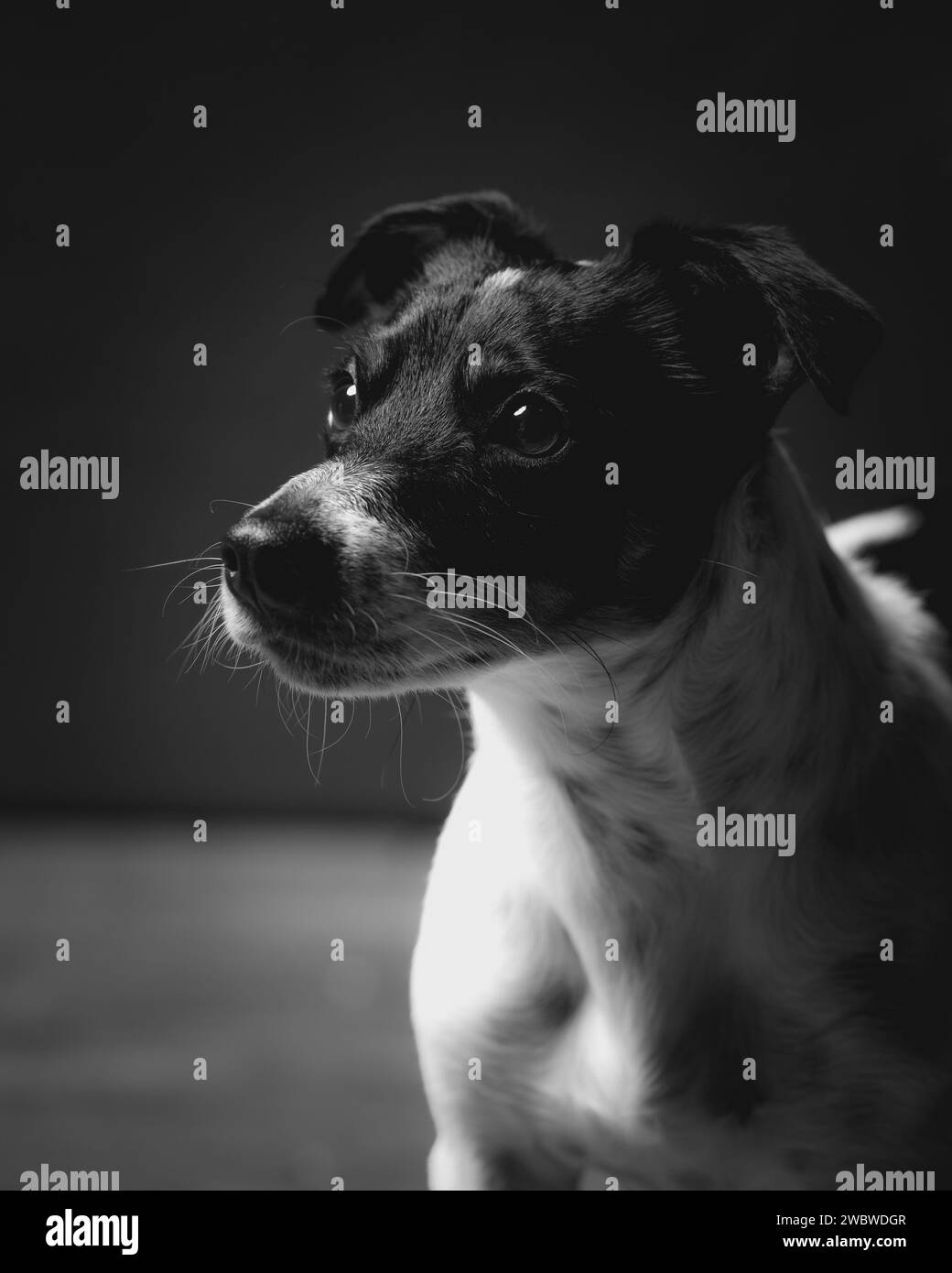 The art of jack russell Foto e Immagini Stock in Bianco e Nero - Alamy