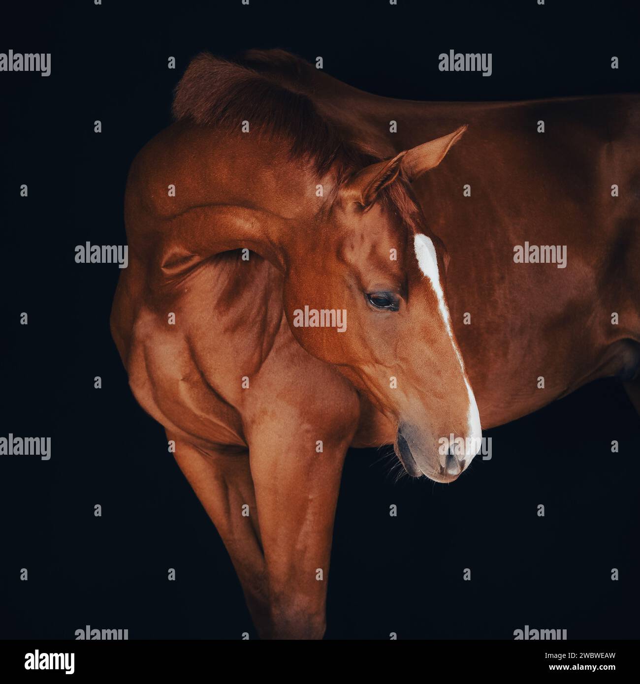 Cavallo della castagna Foto Stock