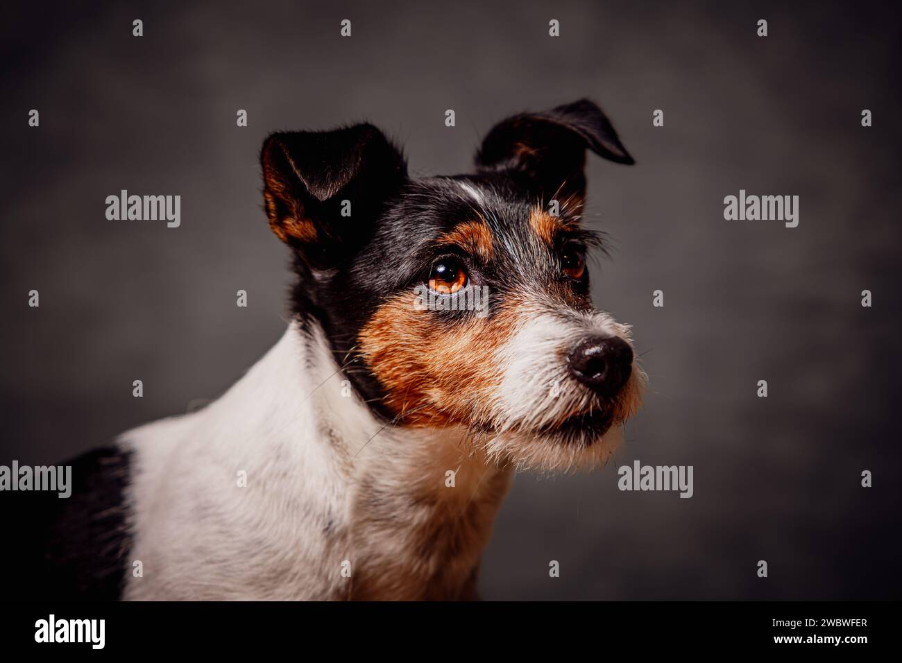 Jack Russell Terrier Foto Stock