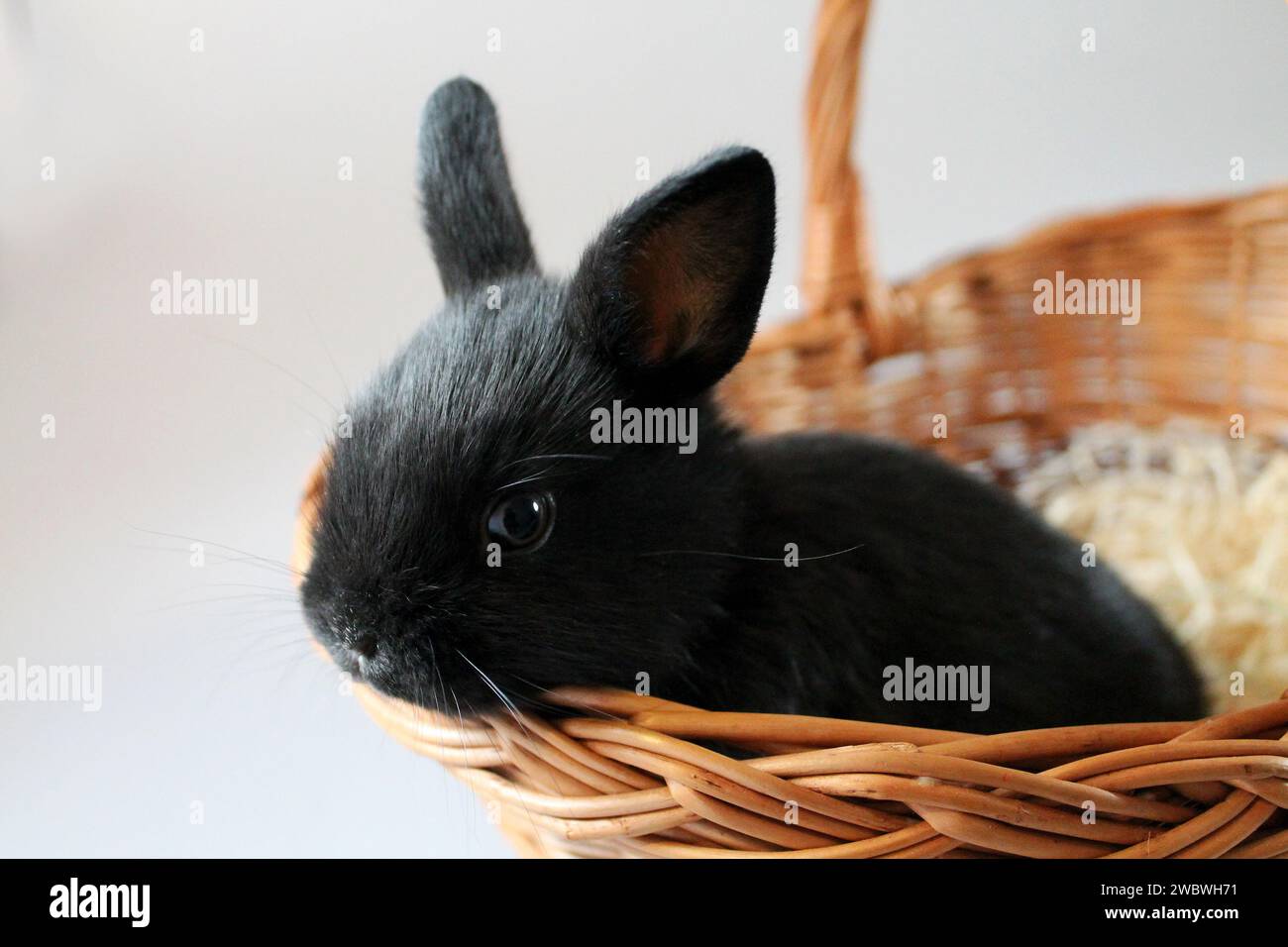 Piccolo coniglio nero in un cesto da vicino. Concetto di Pasqua. Foto Stock