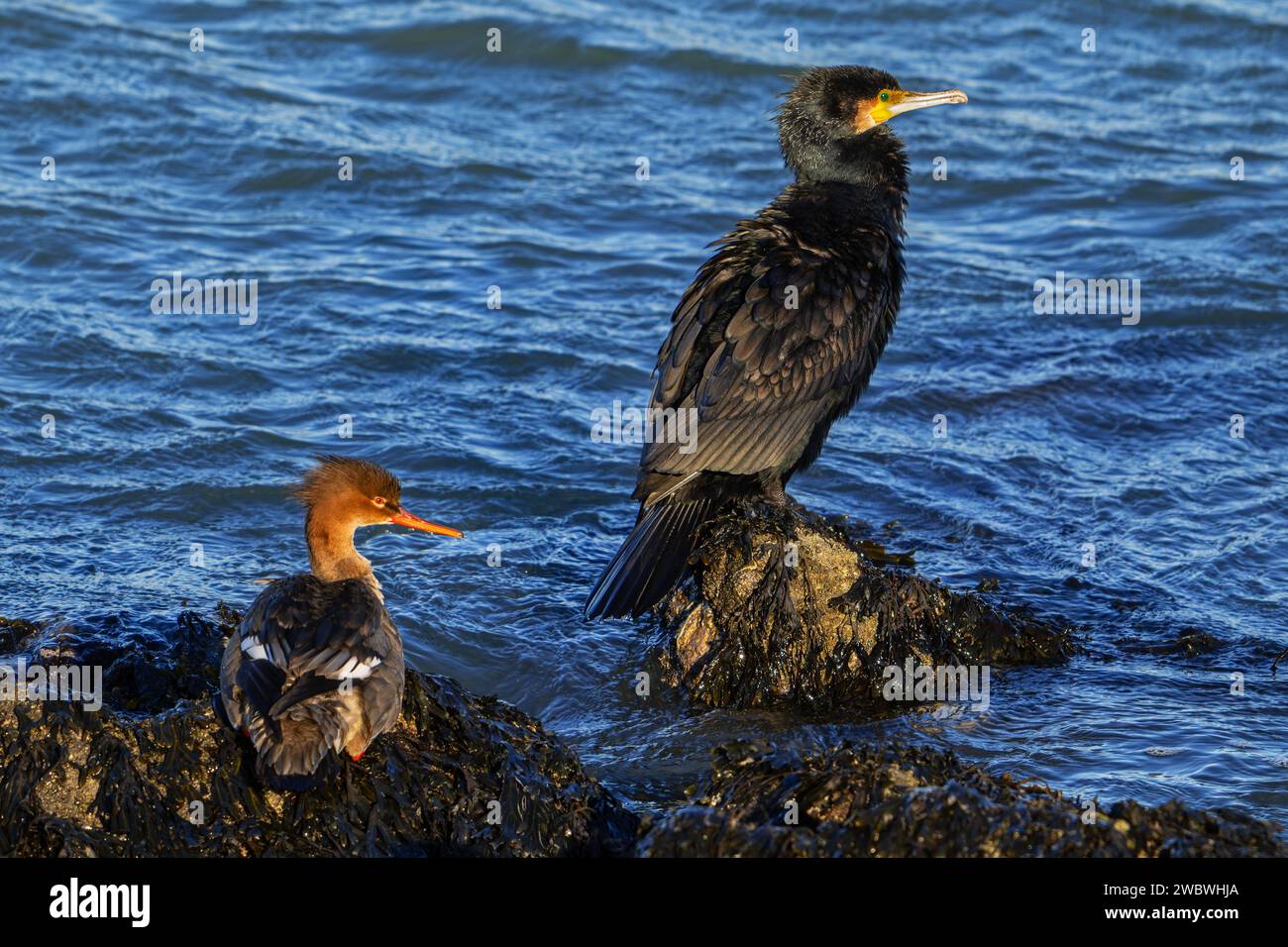 Merganser dal petto rosso (Mergus serrator) femmina e grande cormorano (Phalacrocorax carbo) che riposa sulla roccia lungo la costa del Mare del Nord in inverno Foto Stock