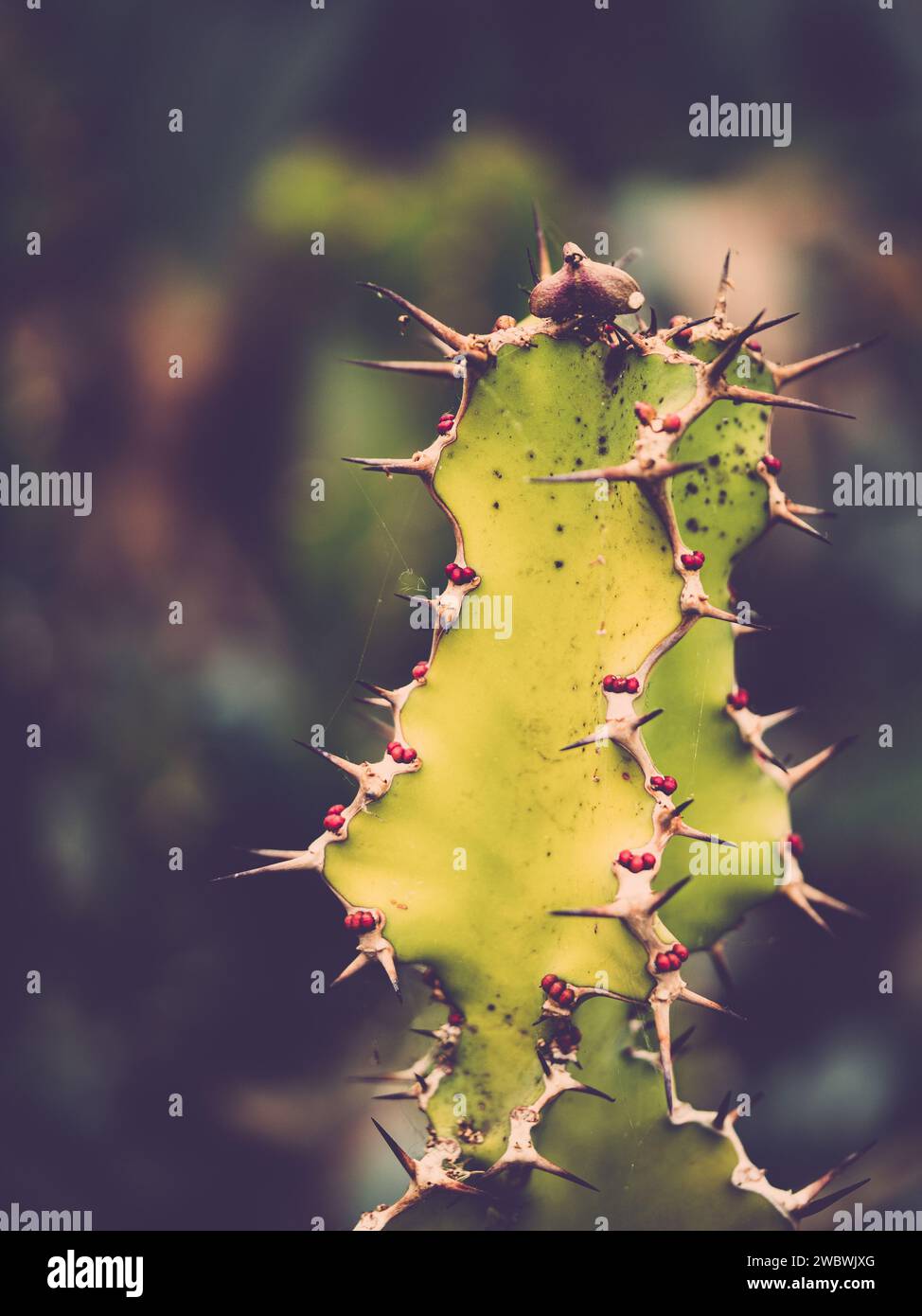 Una squisita pianta di cactus verde caratterizzata da una pletora di piccola spina dorsale Foto Stock