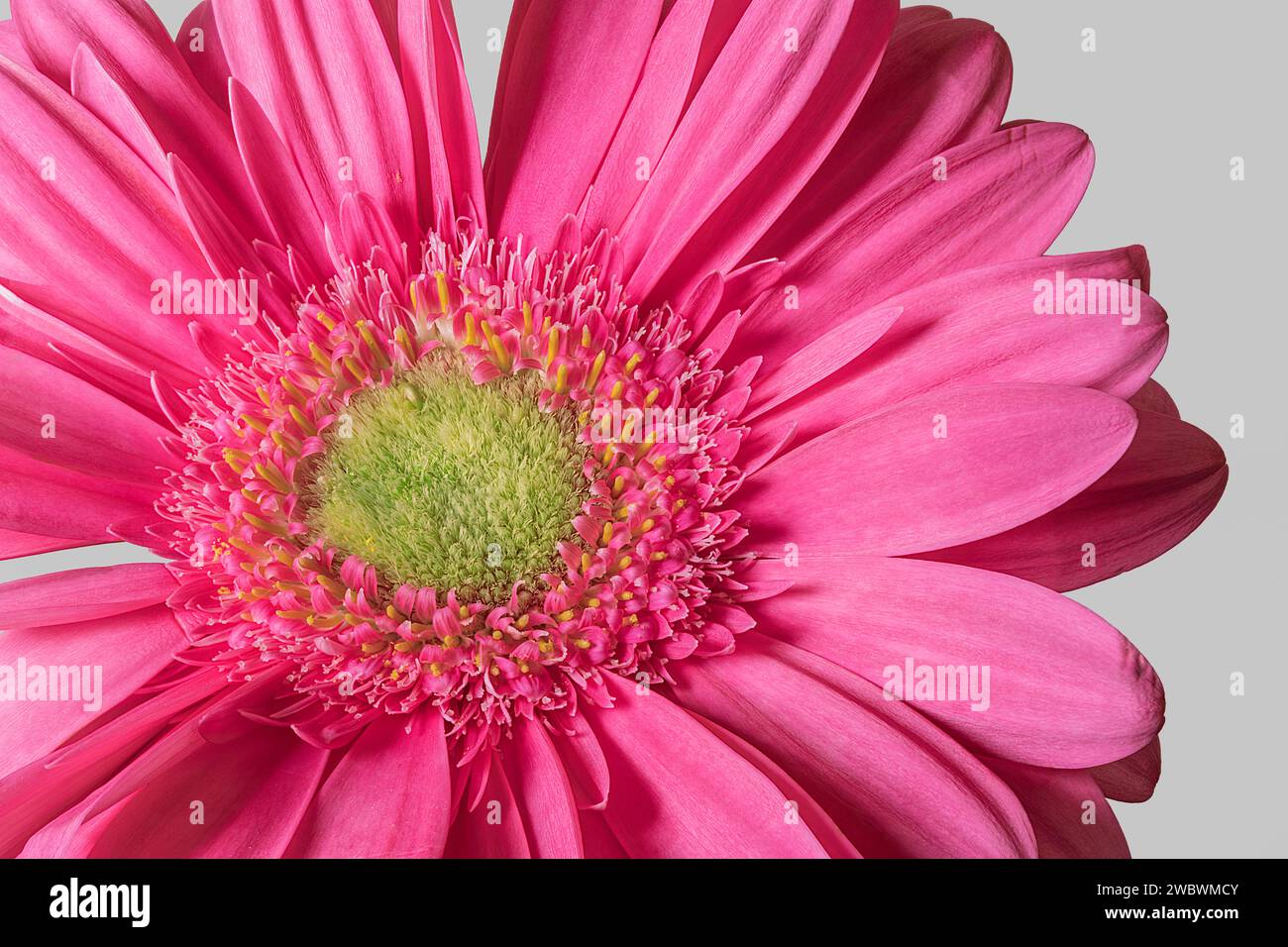 Primo piano del fiore a margherita Gerbera impilato Foto Stock