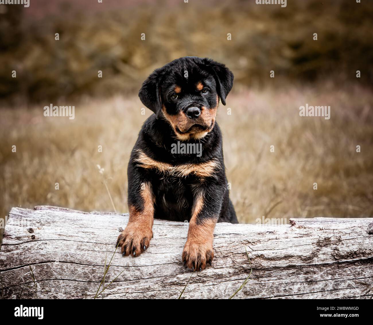 Rottweiler cucciolo Foto Stock