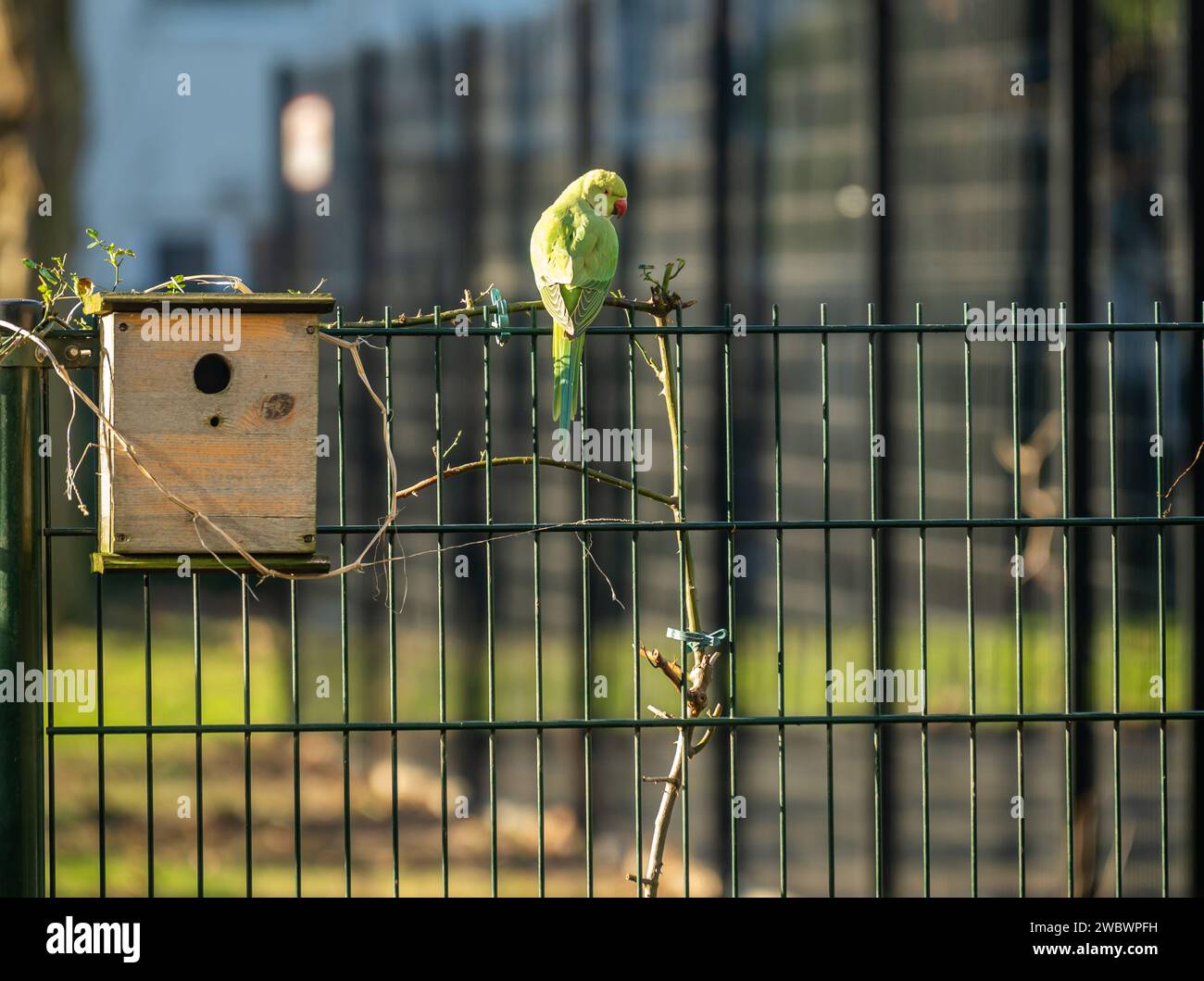 Pappagallo con anelli di rosa che riposa su un ramo accanto alla casa degli uccelli in un piccolo giardino olandese della città Foto Stock