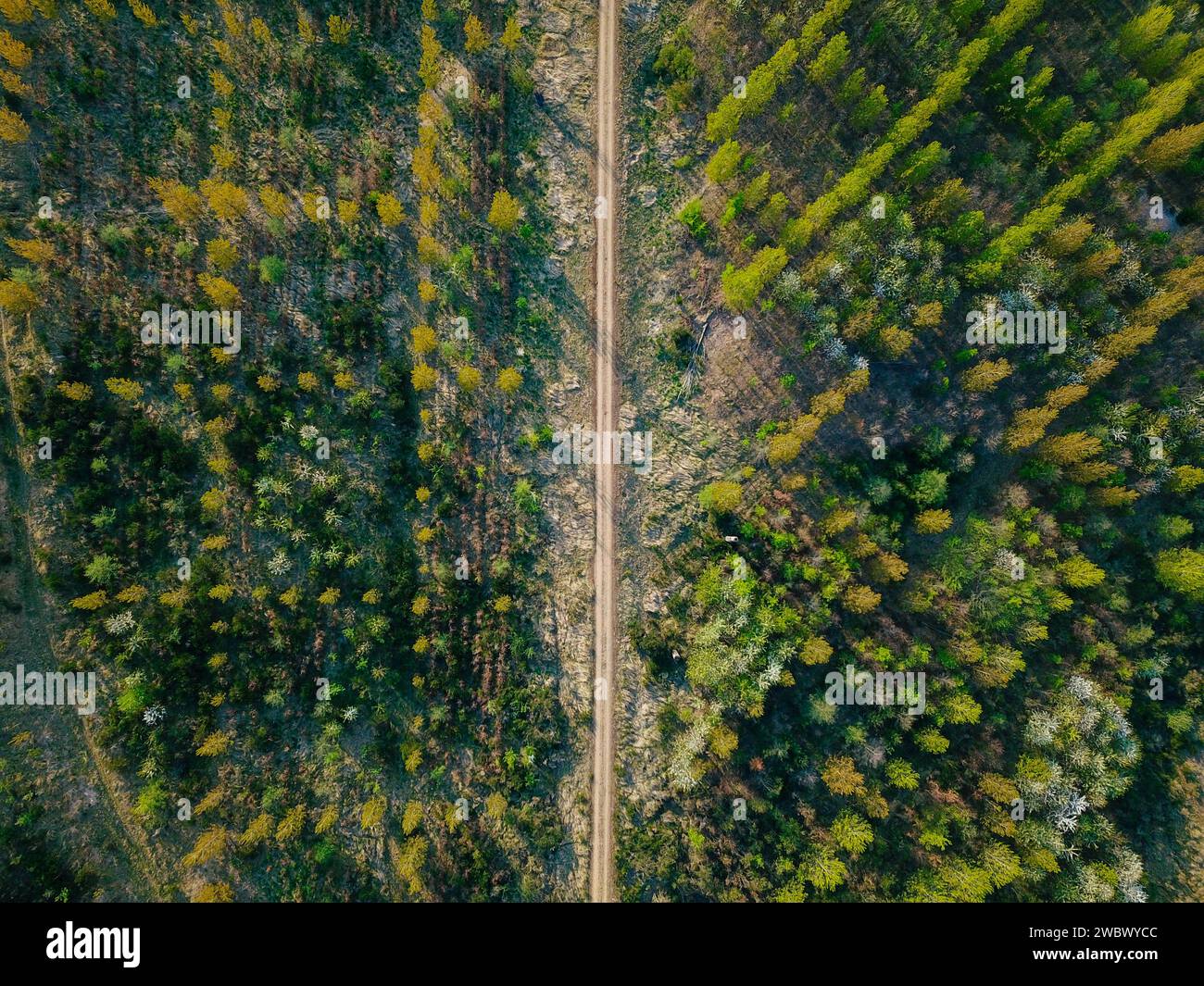 Rimboschimento dopo uso industriale, visto dall'alto Foto Stock