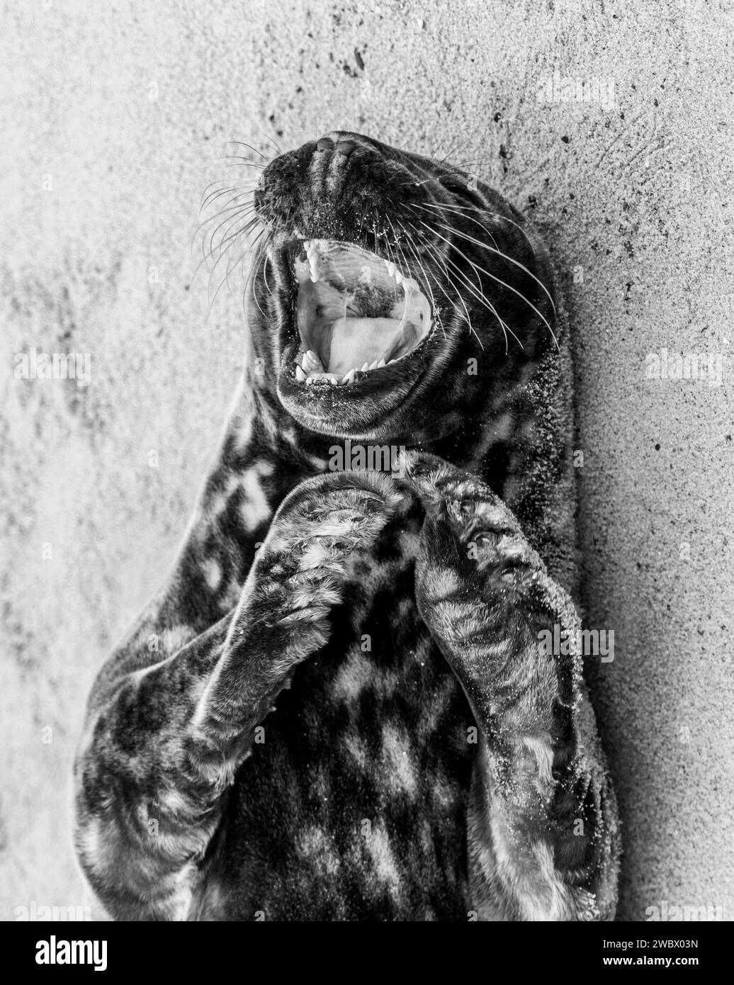 Atlantic Grey Seals sulla East Anglia Beach Foto Stock