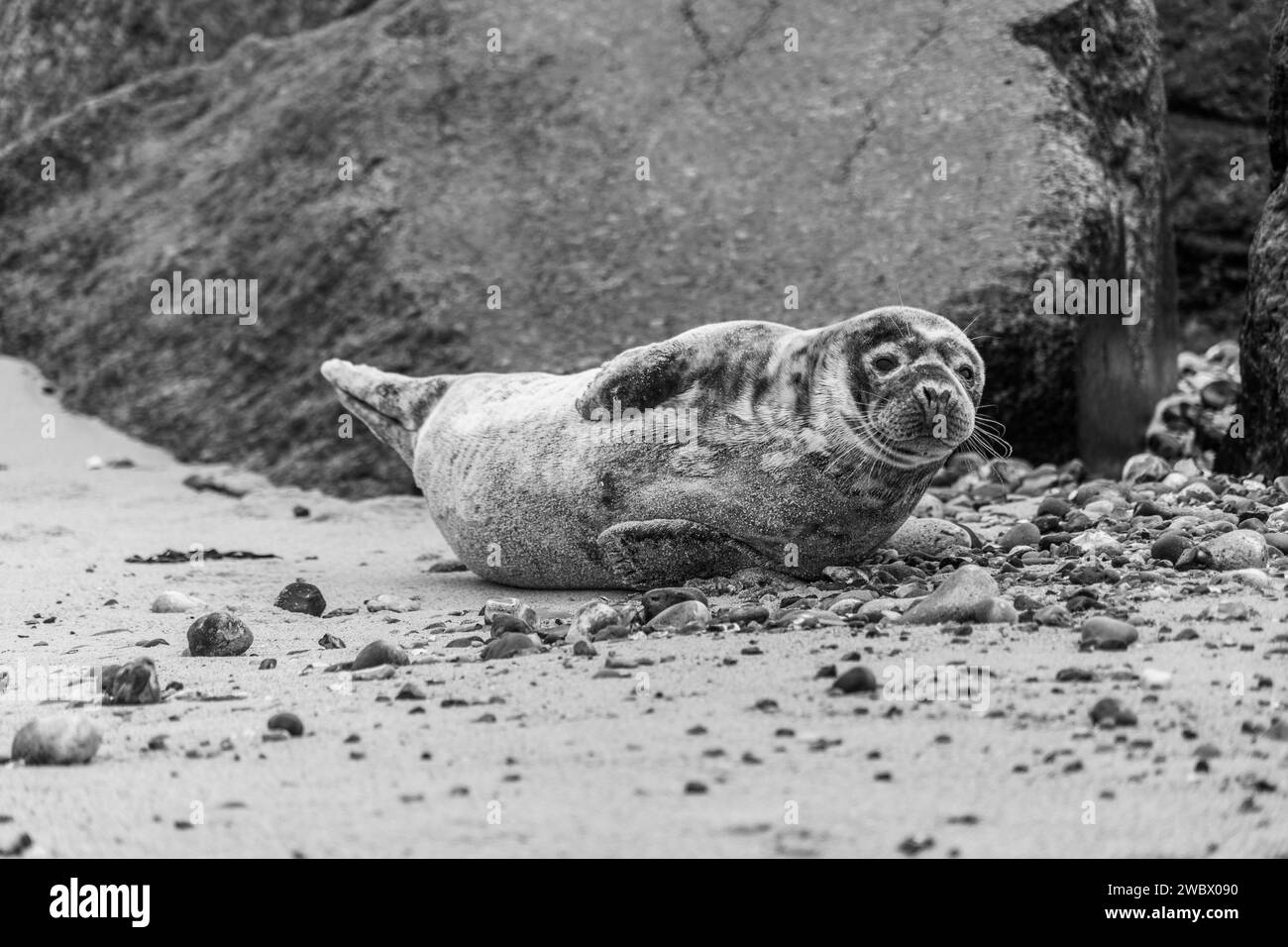 Atlantic Grey Seals sulla East Anglia Beach Foto Stock