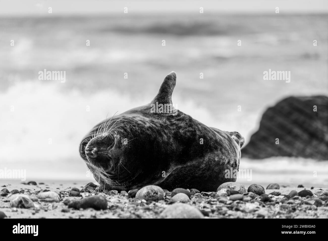 Atlantic Grey Seals sulla East Anglia Beach Foto Stock