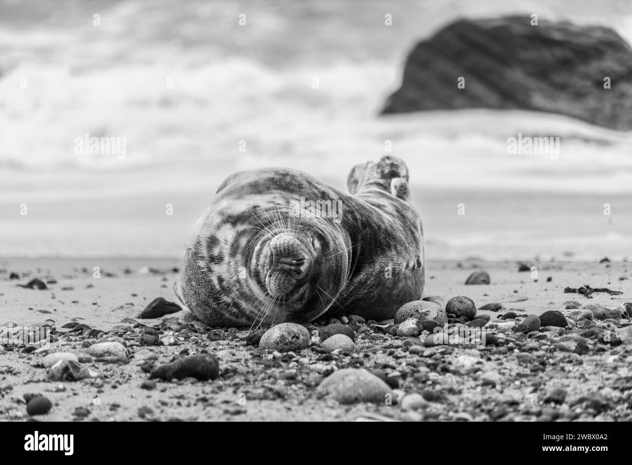 Atlantic Grey Seals sulla East Anglia Beach Foto Stock