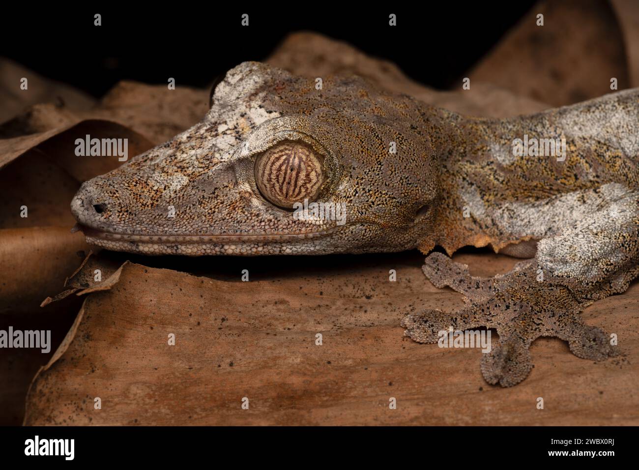 Ritratto ravvicinato di un geco gigante dalla coda di foglie endemico del Madagascar Foto Stock