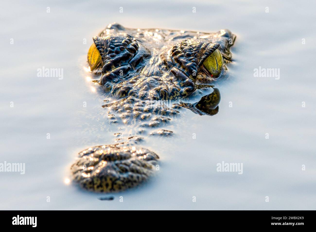 Un alligatore americano scivola graziosamente attraverso le acque calme, la sua testa adornata da un vibrante strato verde di alghe acquatiche Foto Stock