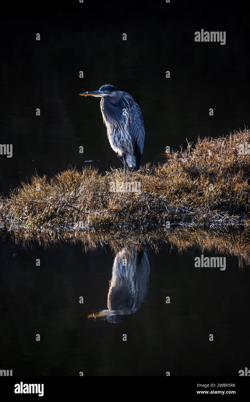 Un Great Blue Heron si trova sul bordo sereno di un lago scintillante, creando un quadro di tranquillità e solitudine nella natura Foto Stock