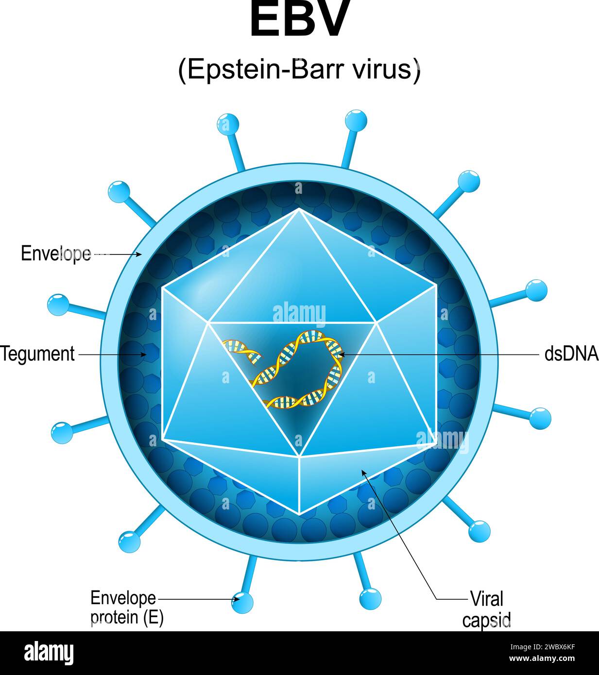 Virus Epstein-Barr. Struttura EBV. Primo piano di un gammaherpesvirus umano 4. Anatomia del virion dell'herpesvirus umano. Ingrandita del virus che causa infetti Illustrazione Vettoriale