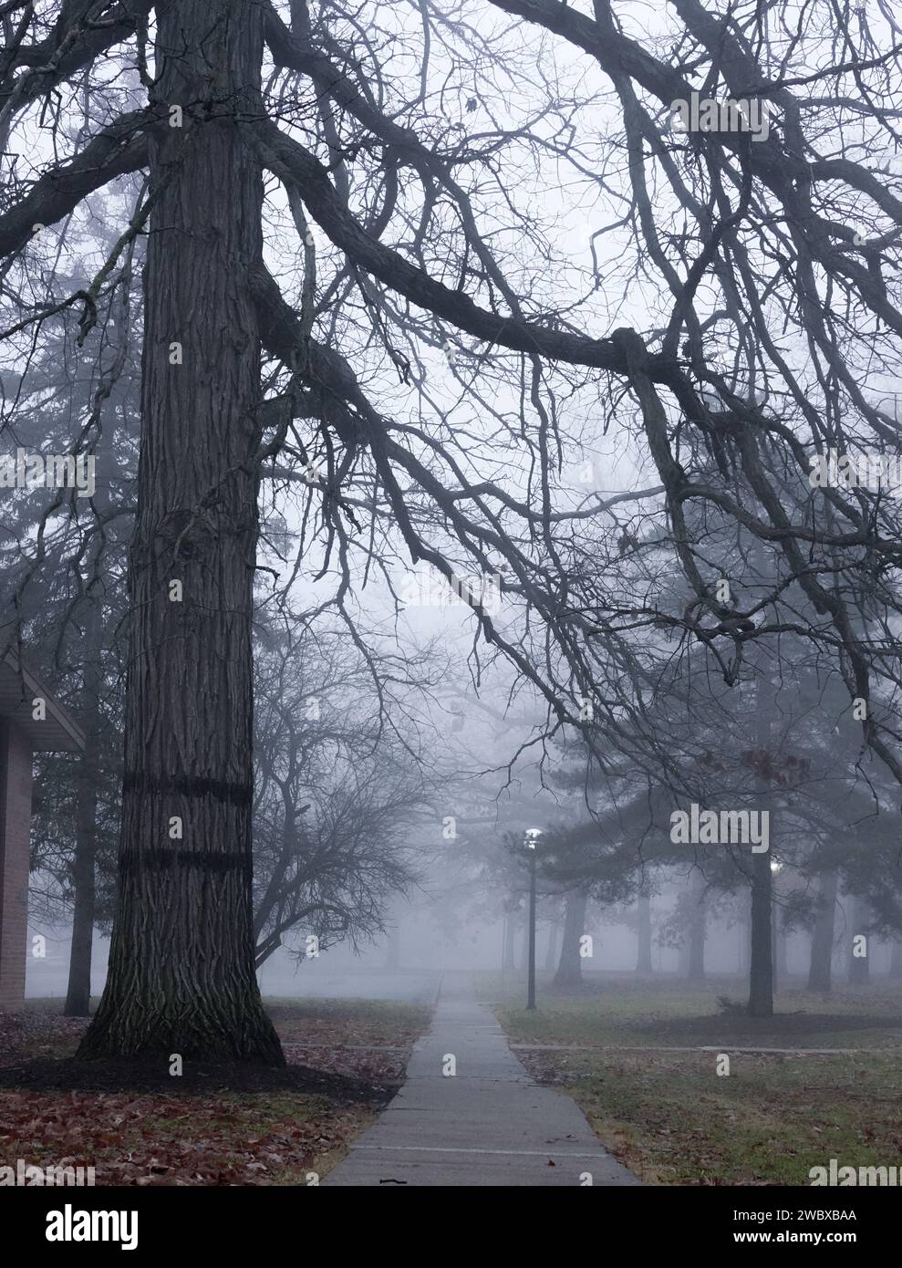 Un maestoso e torreggiante albero si erge con orgoglio accanto a un sentiero tortuoso come uno spesso strato di nebbia ricopre l'area circostante Foto Stock