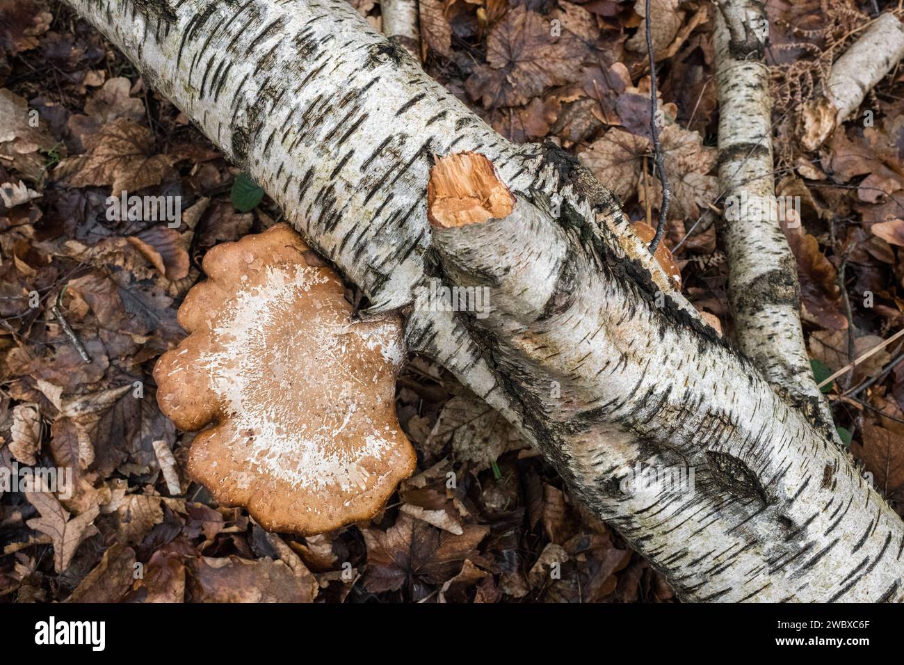 Fomitopsis betulina, comunemente nota come polipo di betulla. Foto Stock