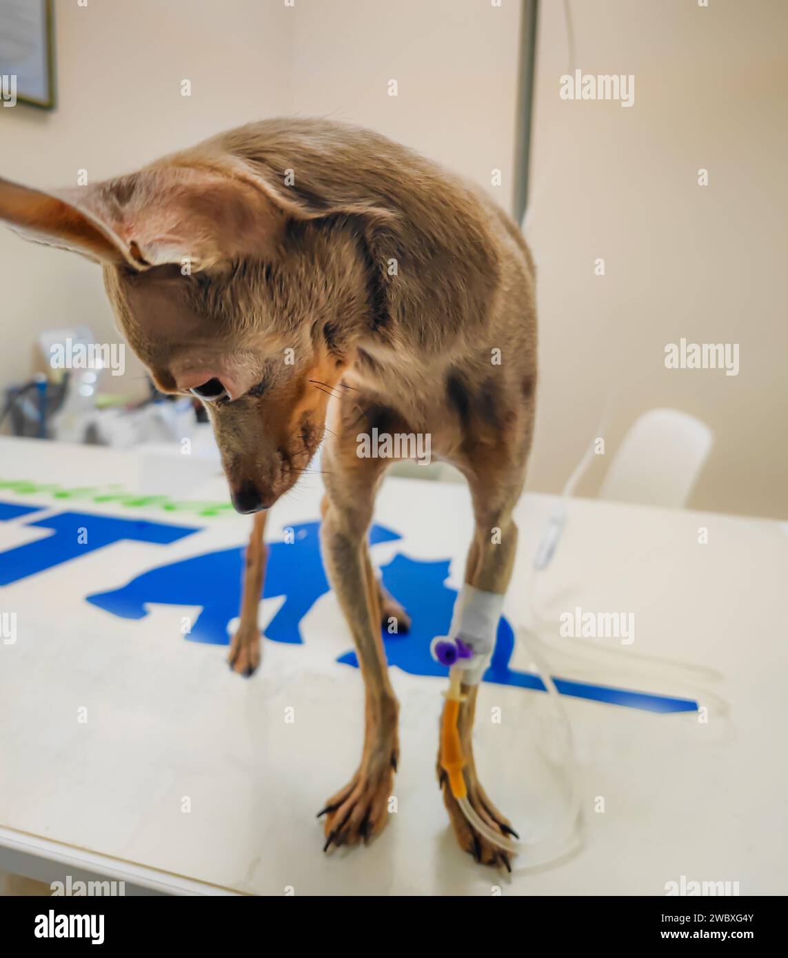 Cane malato seduto sul tavolo veterinario con catetere inserito. Cannula in vena che prende infusione. Terapia endovenosa in una clinica veterinaria Foto Stock