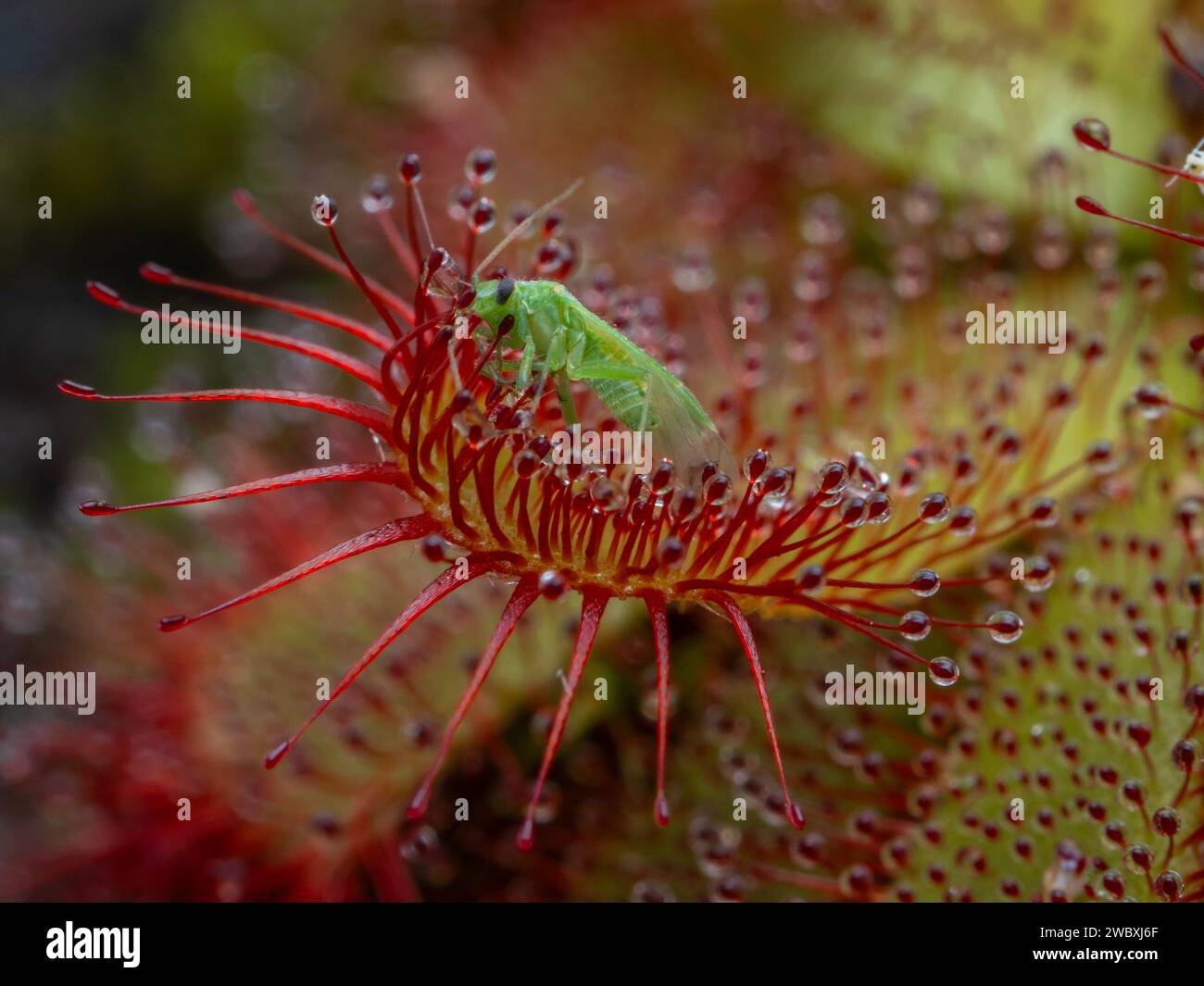 Un piccolo insetto vero (Hemiptera) intrappolato sulle ghiandole stalked che ricopre la foglia di una pianta di rugiada di Alice (Drosera aliciae) che si sta arricciando intorno al bug Foto Stock