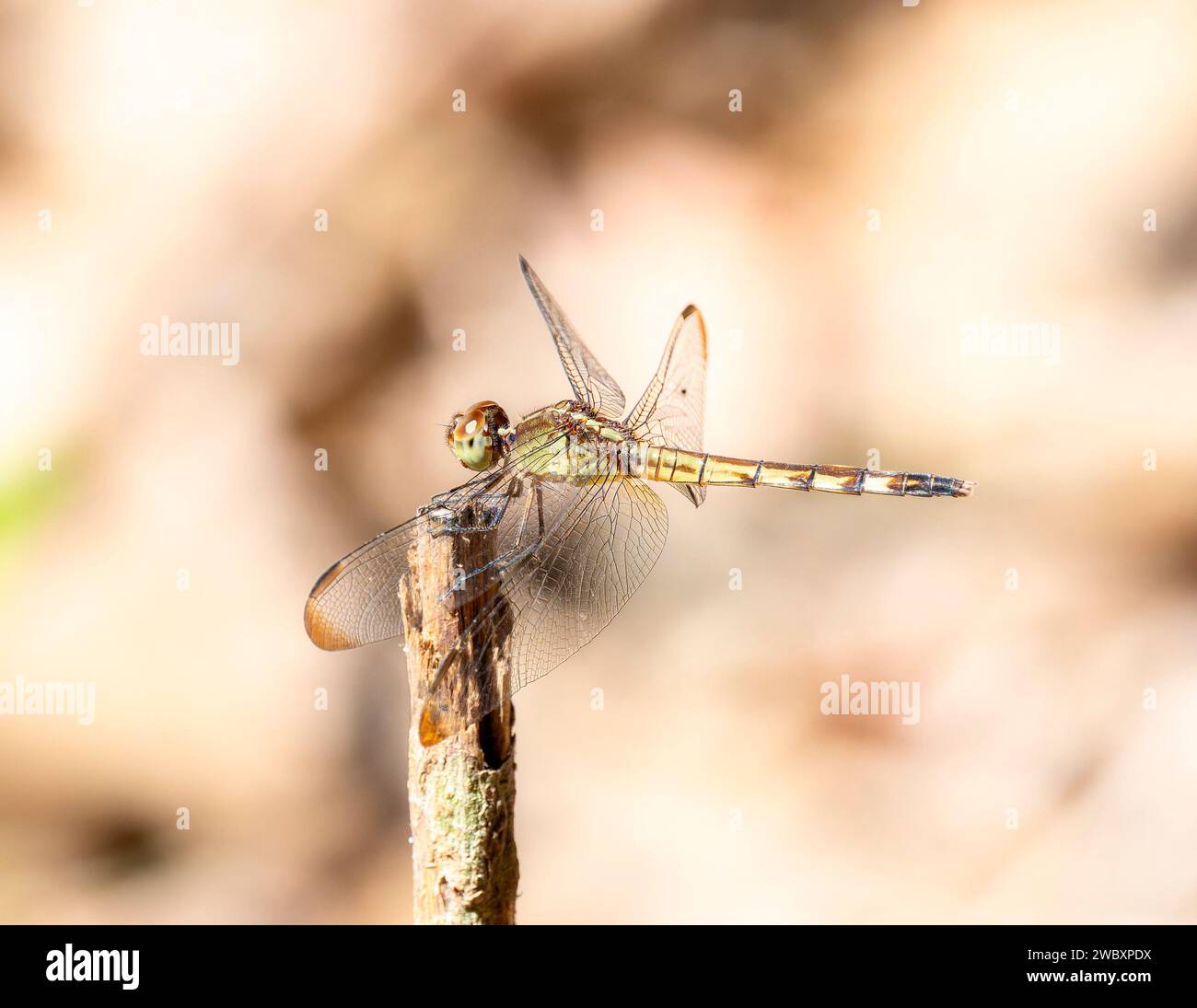 Dragonlet ad ali di banda (Erythrodiplomax umbrata) in Brasile Foto Stock