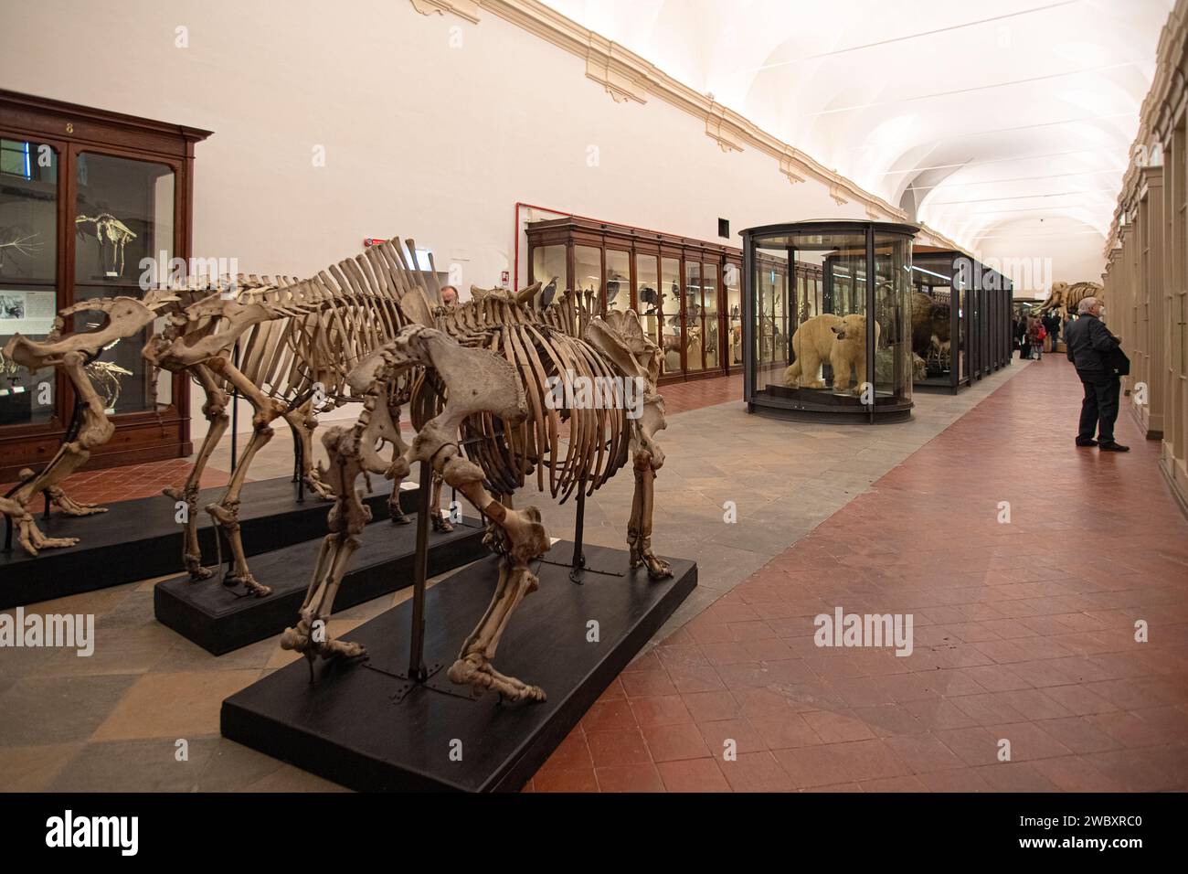 Italia Piemonte Torino Museo regionale di Scienze naturali - credito: Reality Easy Star/Alamy Live News Foto Stock