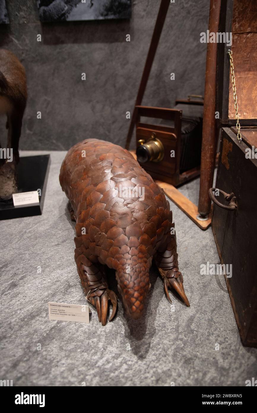 Italia Piemonte Torino Museo regionale di Scienze naturali - Pangolin gigante - Smutsia gigantea credito: Reality Easy Star/Alamy Live News Foto Stock