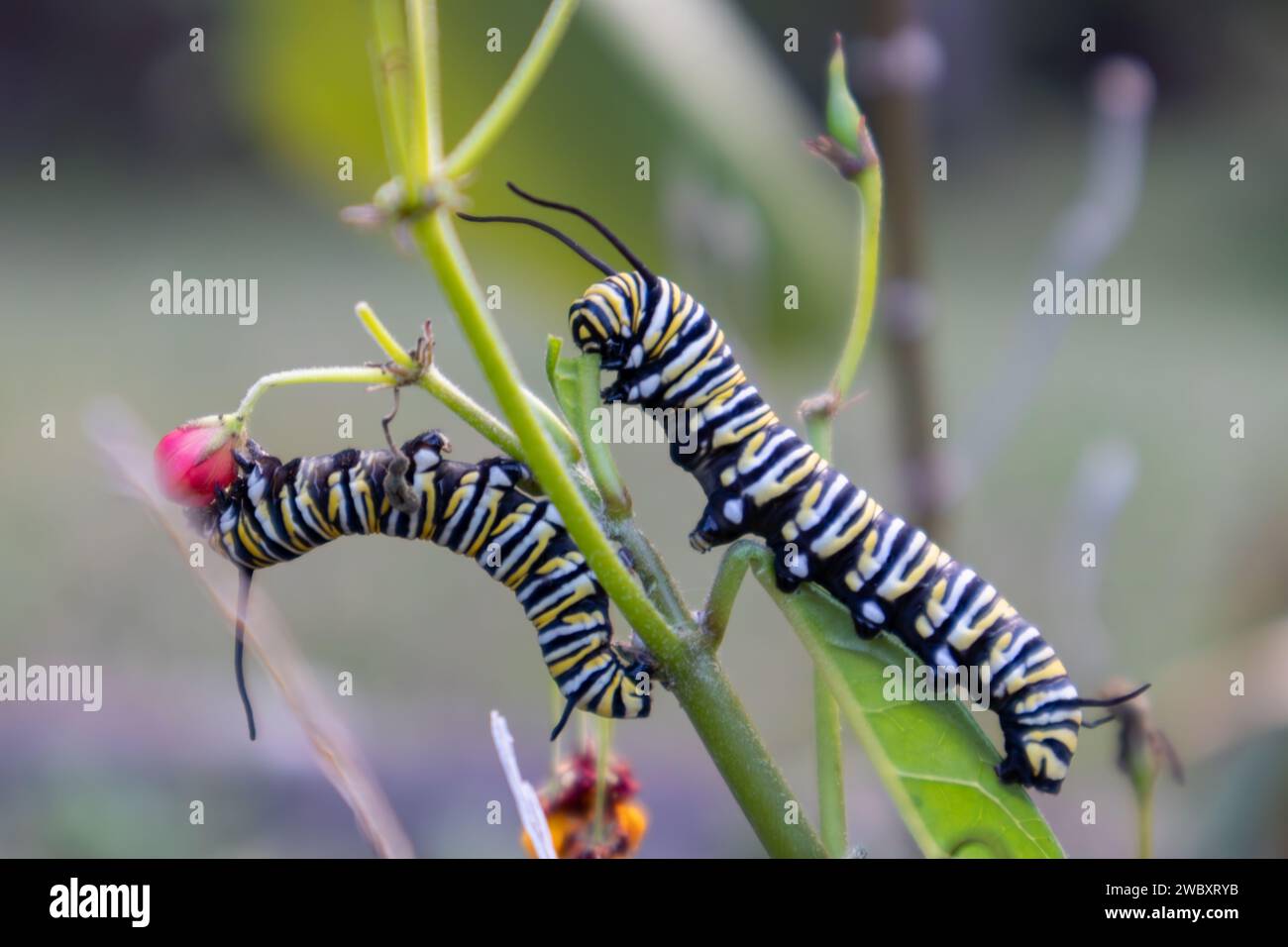 I caterpillar della farfalla Monarch si avvicinano Foto Stock