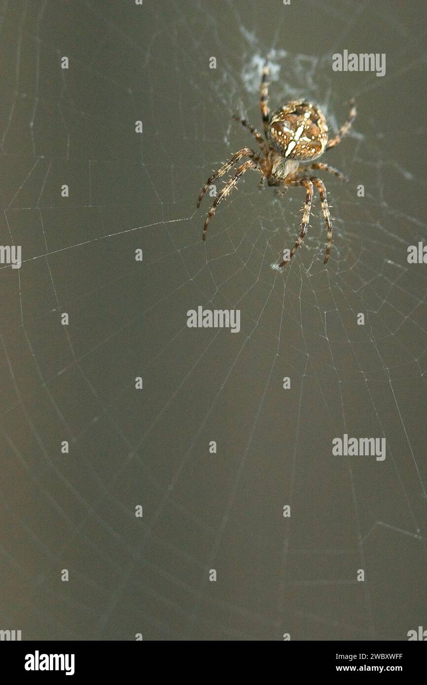 primo piano, macro di un ragno da giardino europeo, tessitore incrociato, ragno diadema, ragno incrociato, (Araneus diadematus) seduto al centro della sua rete Foto Stock