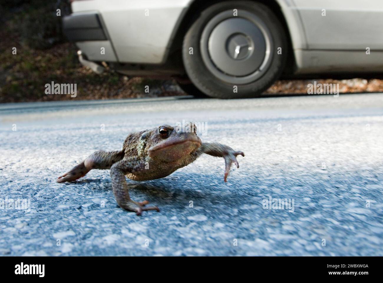 primo piano di una migrazione comune o europea del rospo (Bufo bufo) con Mercedes Car sullo sfondo, sfocatura del movimento, vicino a Mittenwald, Baviera, Germania Foto Stock
