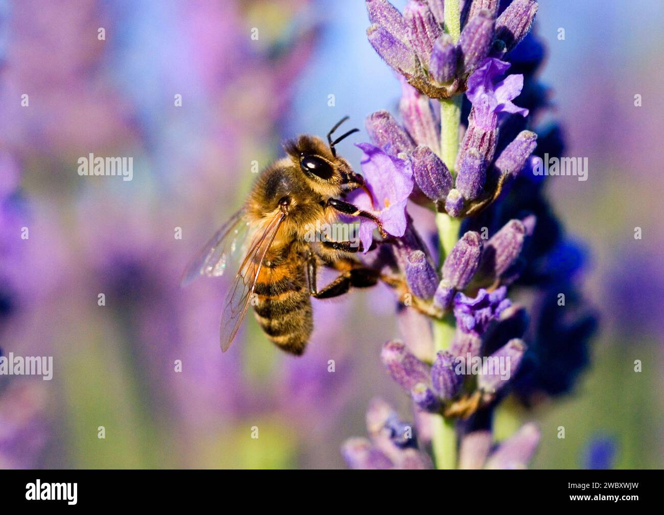 Macro di un'ape di miele (Apis mellifera) su un fiore di lavanda (Lavandula angustifolia) Francia Foto Stock
