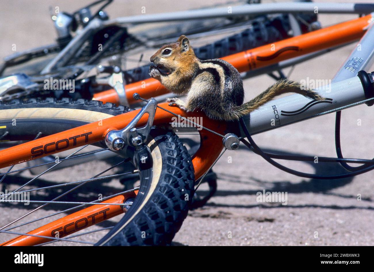 Uno scoiattolo macinato dorato (spermophilus lateralis) seduto su una mountain bike, City of Rocks National Reserve, Idaho, USA Foto Stock