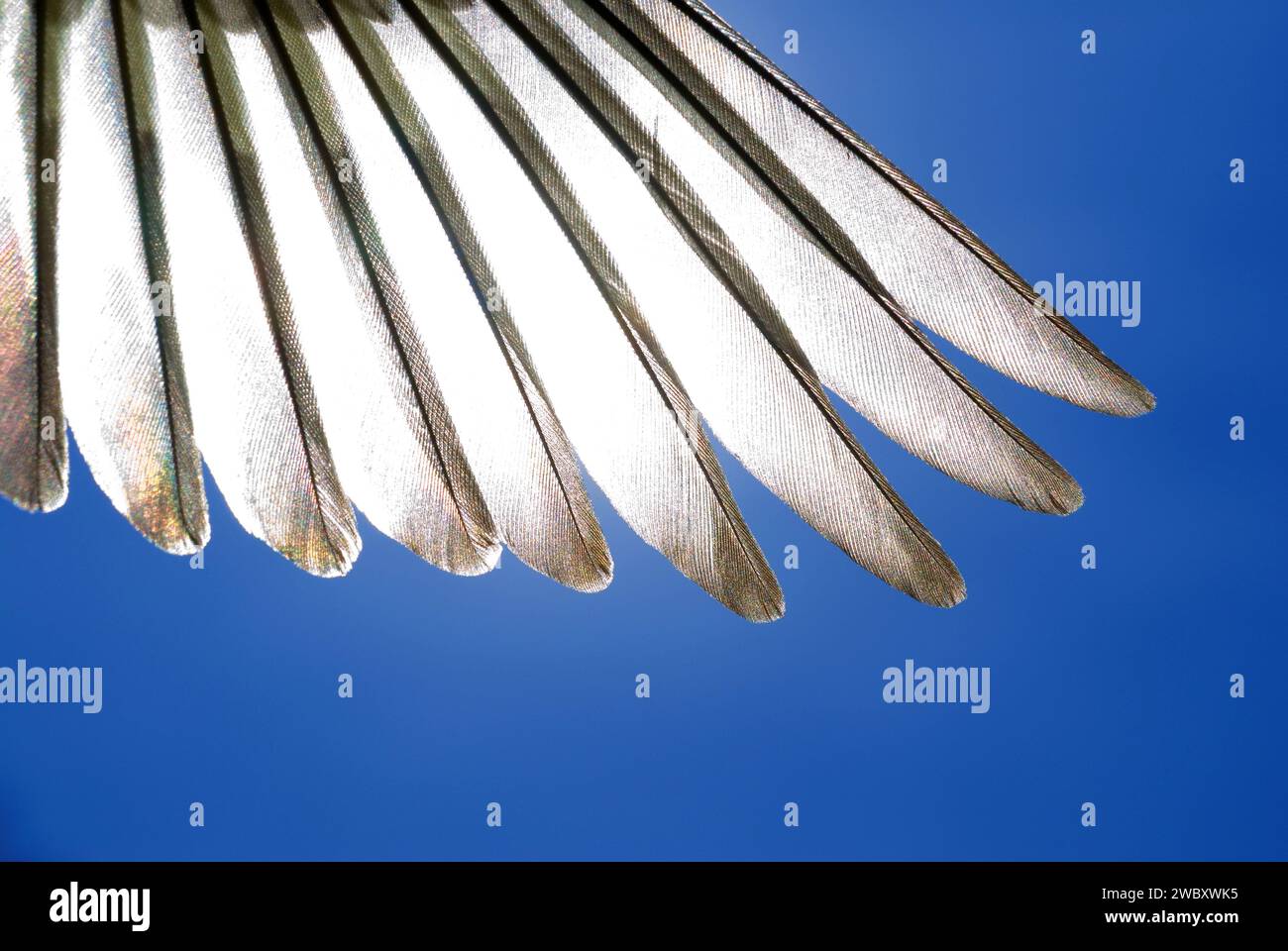 Dettaglio delle piume alari di un piccolo uccello songbird contro il cielo blu in retroilluminazione Foto Stock