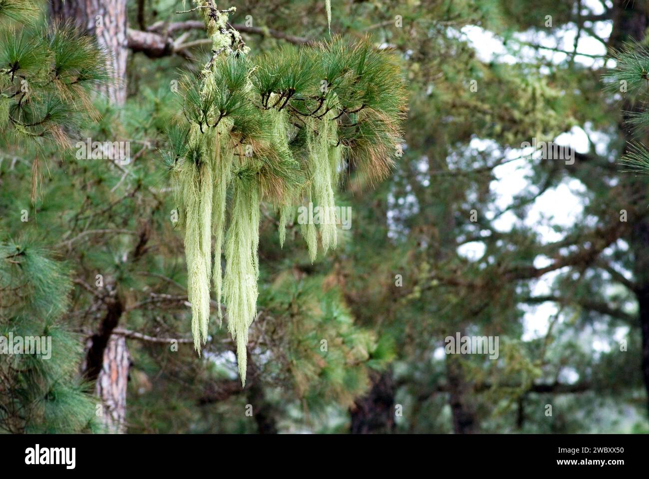 Primo piano della barba di un vecchio, della barba di Lichen (Usnea filipendula) su un pino canino (Pinus canariensis) la Palma, Isole Canarie, Spagna Foto Stock