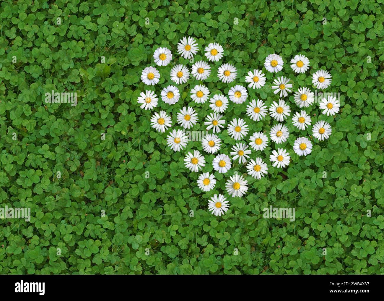 daisy (Bellis perennis) si è formata come un cuore su un trifoglio bianco (Trifolium repens) sotterraneo, simbolo Foto Stock