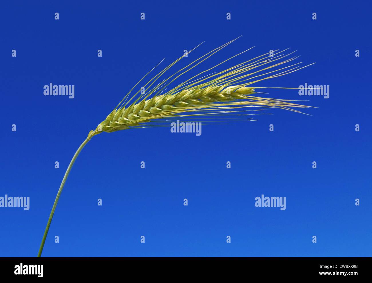 primo piano di un singolo orecchio di raccordo (Secale cereale) contro il cielo blu Foto Stock