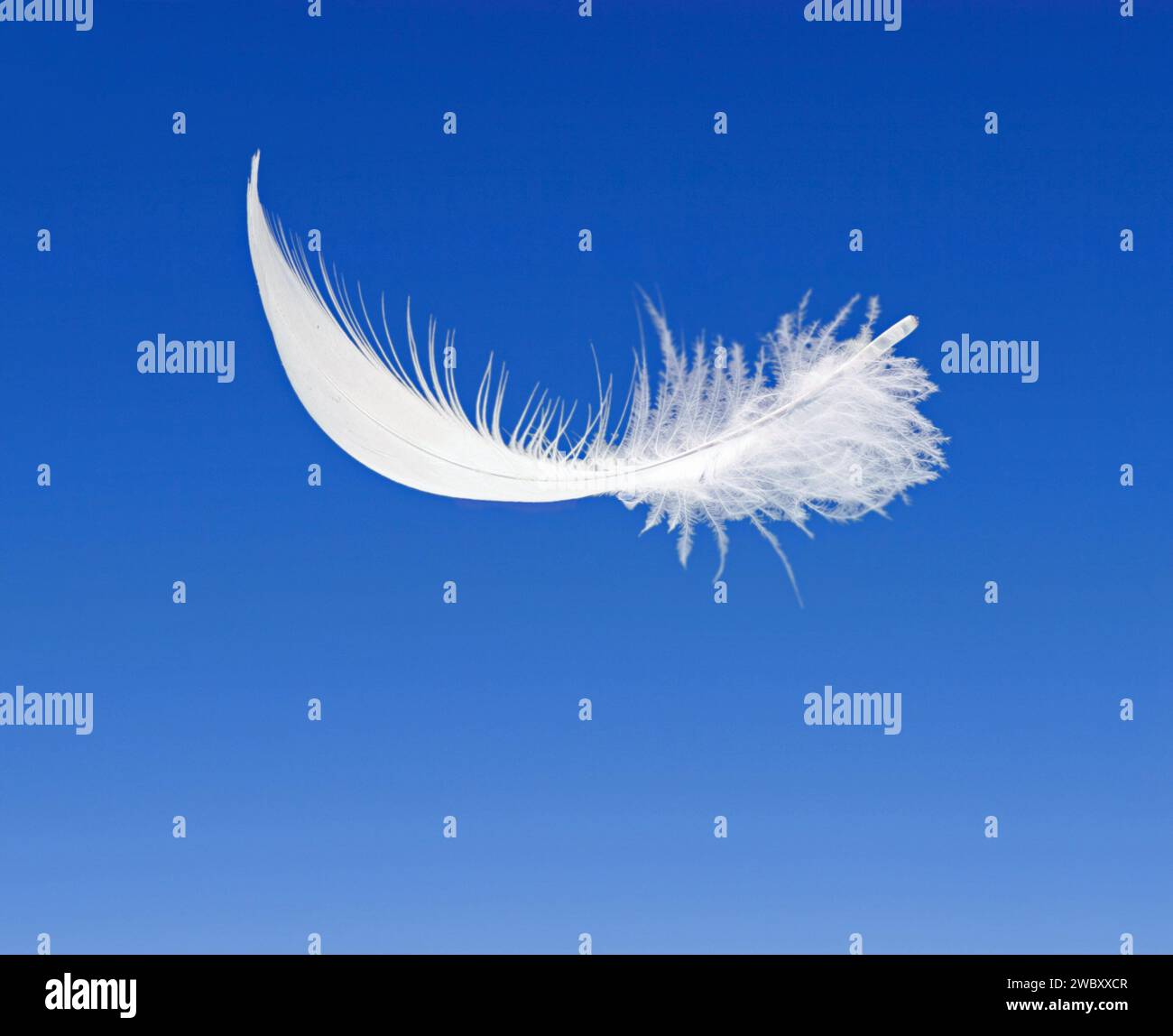 una piuma bianca nell'aria, sfondo blu Foto Stock