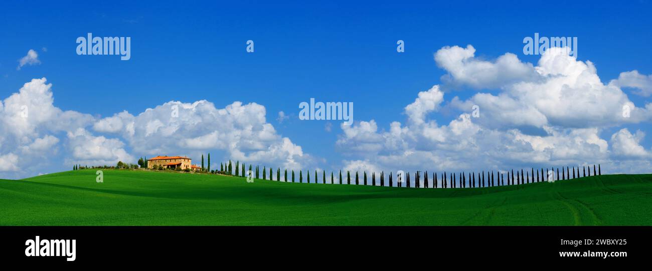 Una singola casa rurale toscana e viale di cipressi, con cielo azzurro, nuvole bianche ad aprile, campo di cereali verde, vista panoramica, Toscana Foto Stock